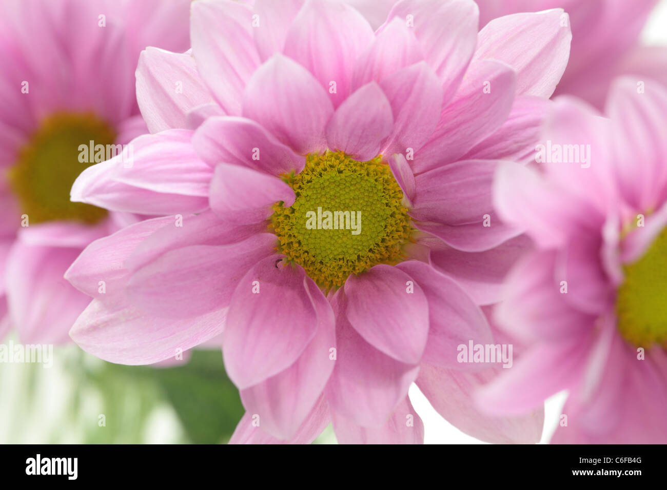 Nahaufnahme Foto rosa Blüten der Zinnie über weiß Stockfoto