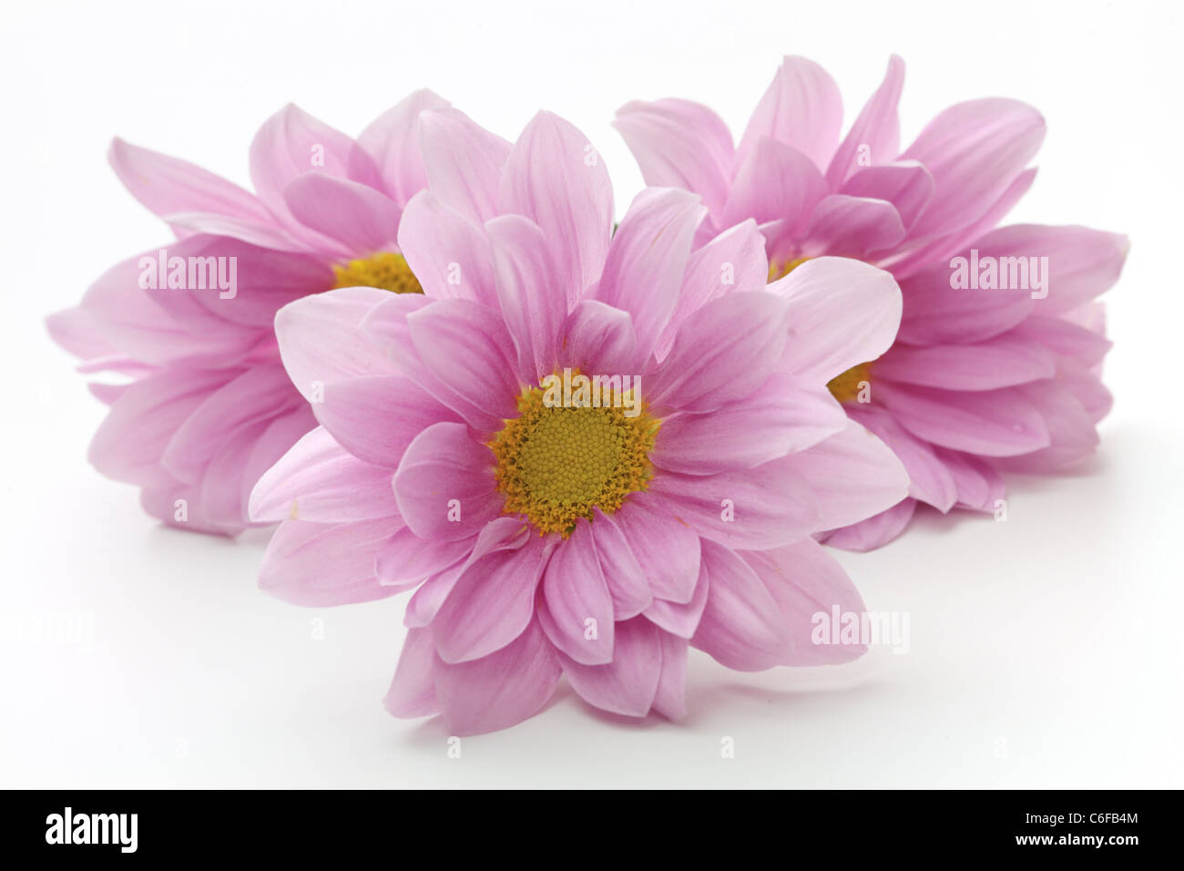 Drei rosa Blüten der Zinnie über weiß Stockfoto