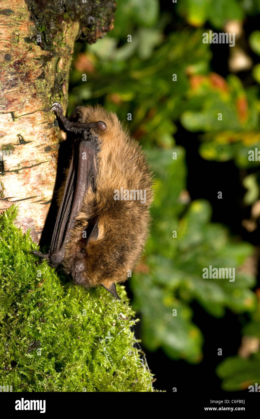 Zwergfledermaus Fledermaus. Stockfoto