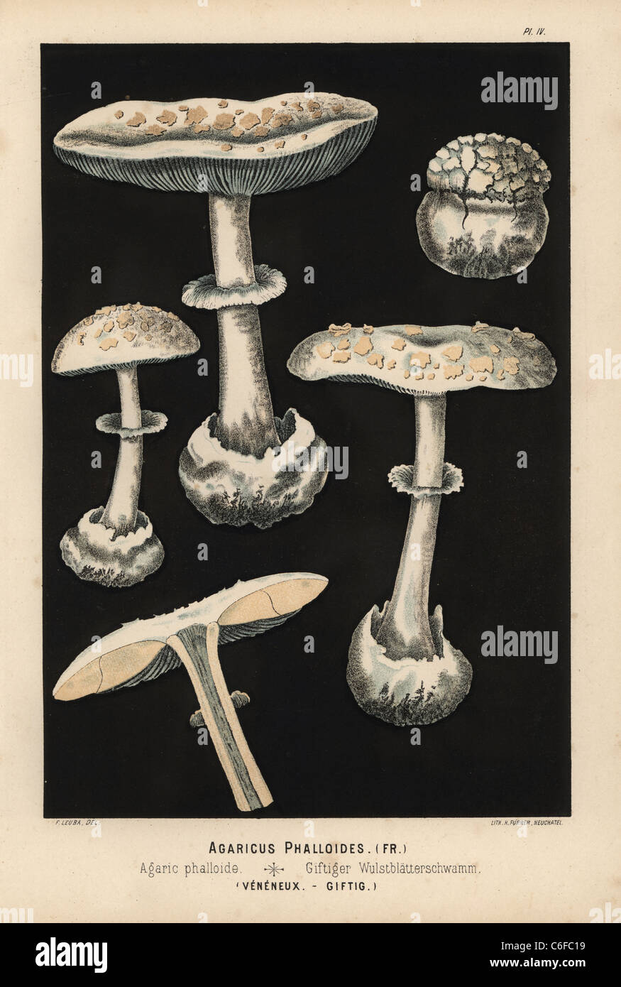 Tod-Cap, Amanita Phalloides, Agaricus Phalloides, giftig. Stockfoto