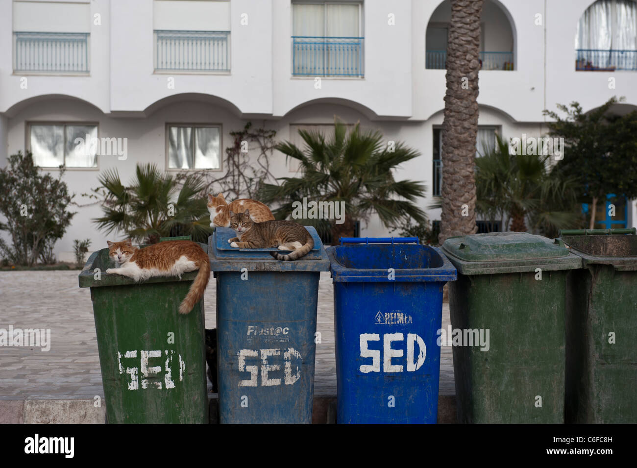 Streunende Katzen auf Mülltonnen auf den Fischerhafen von Houmt Soug sitzen. Djerba. Tunesien. Stockfoto