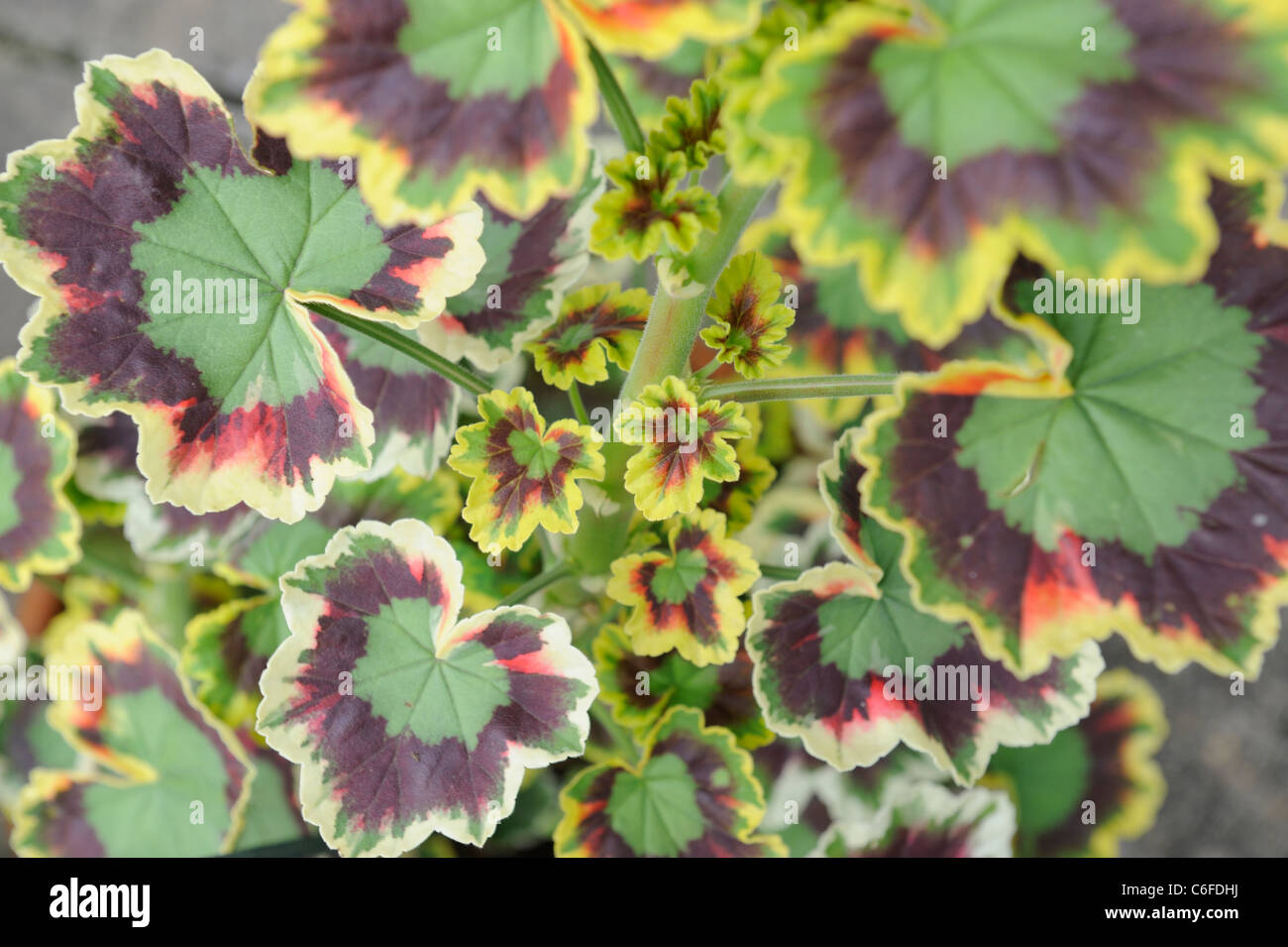 Blick auf Topf gewachsen bunten Geranien Blätter, Norfolk, England, Juli Stockfoto
