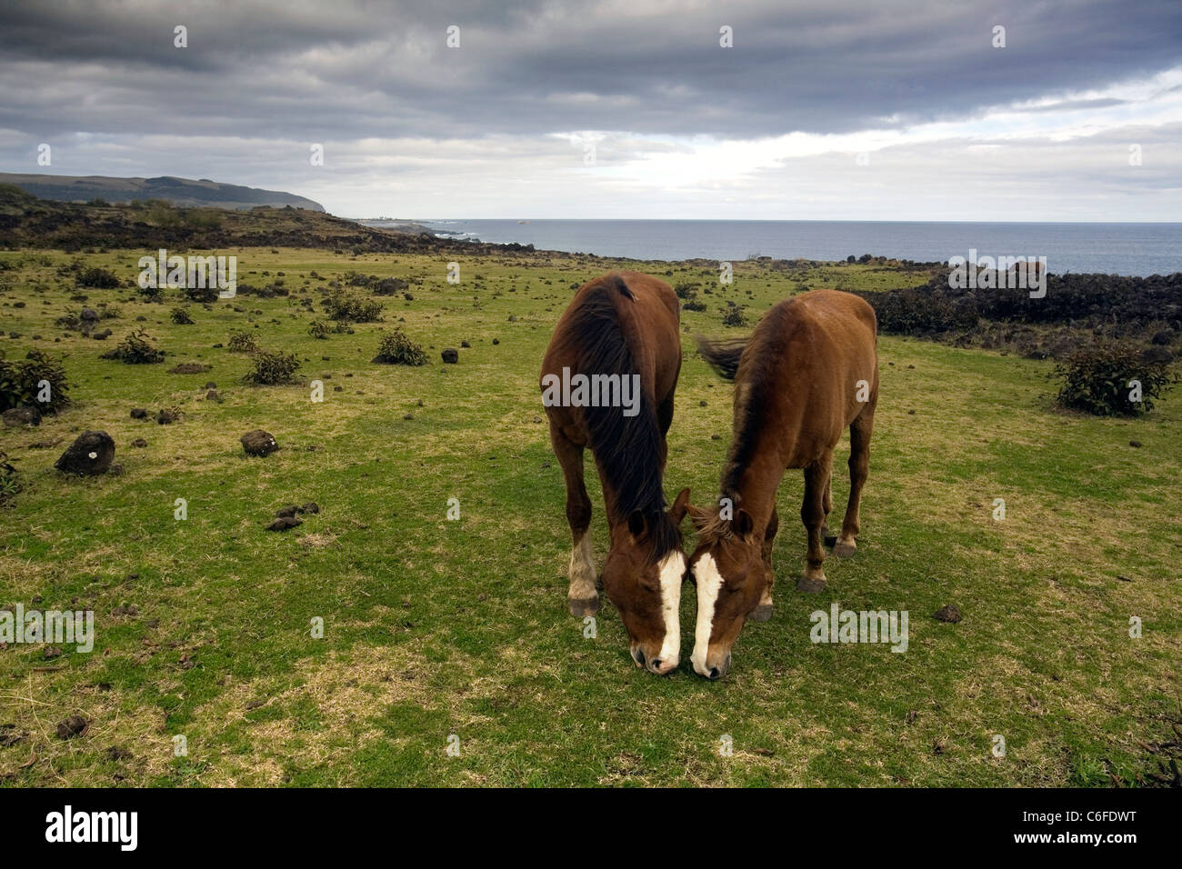 Zwei Pferde Zuschneiden der Rasen an der gleichen Stelle auf freiem Feld, Osterinsel, Chile Stockfoto