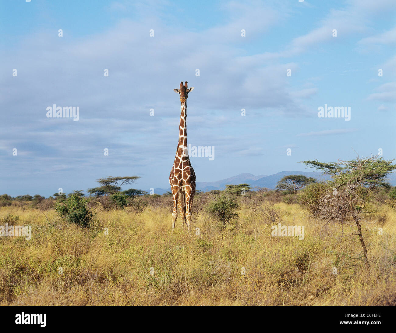 Giraffe - stehend / Giraffa Plancius Reticulata Stockfoto