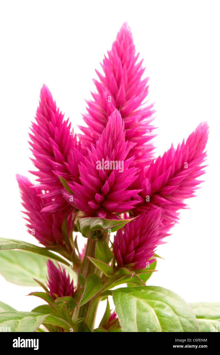 Celosia Argentea (Var Venezuela) auf weißem Hintergrund Stockfoto