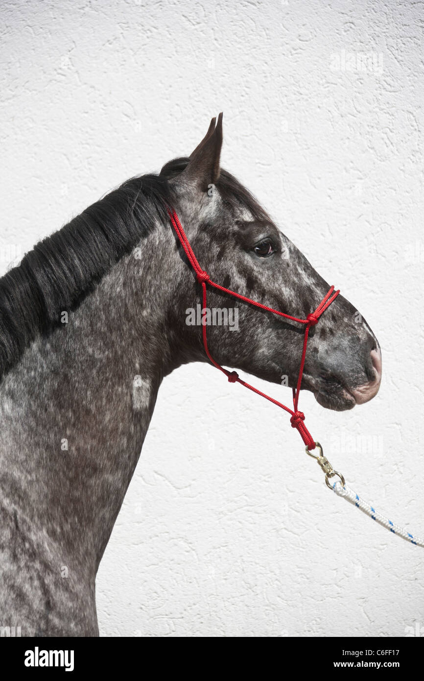 Knabstrup Pferd - Porträt Stockfoto