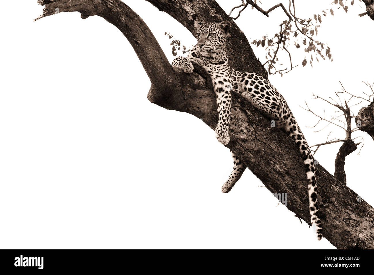 Leopard, Panthera Pardus, im Baum, Krüger Nationalpark, Südafrika Stockfoto
