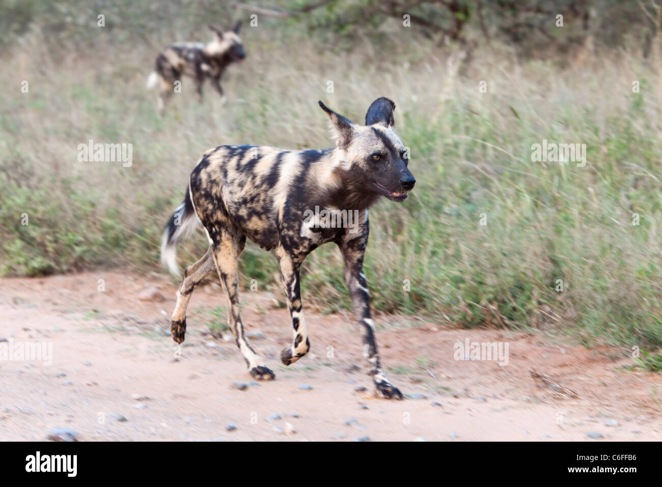 Afrikanischer Wildhund Pack, LYKAON Pictus, Jagd, Krüger Nationalpark, Südafrika Stockfoto