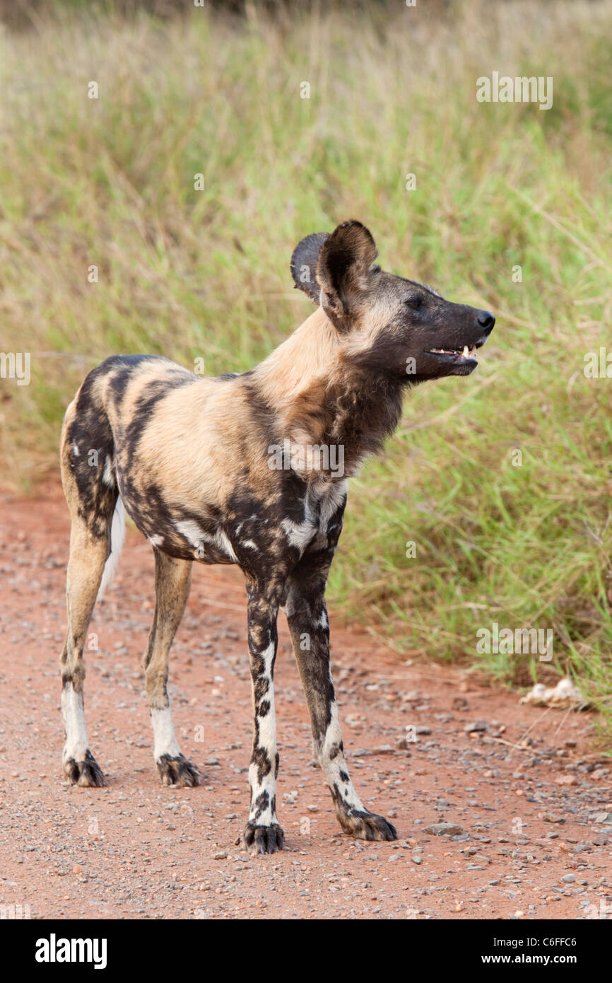 Afrikanischer Wildhund, LYKAON Pictus, Krüger Nationalpark, Südafrika Stockfoto