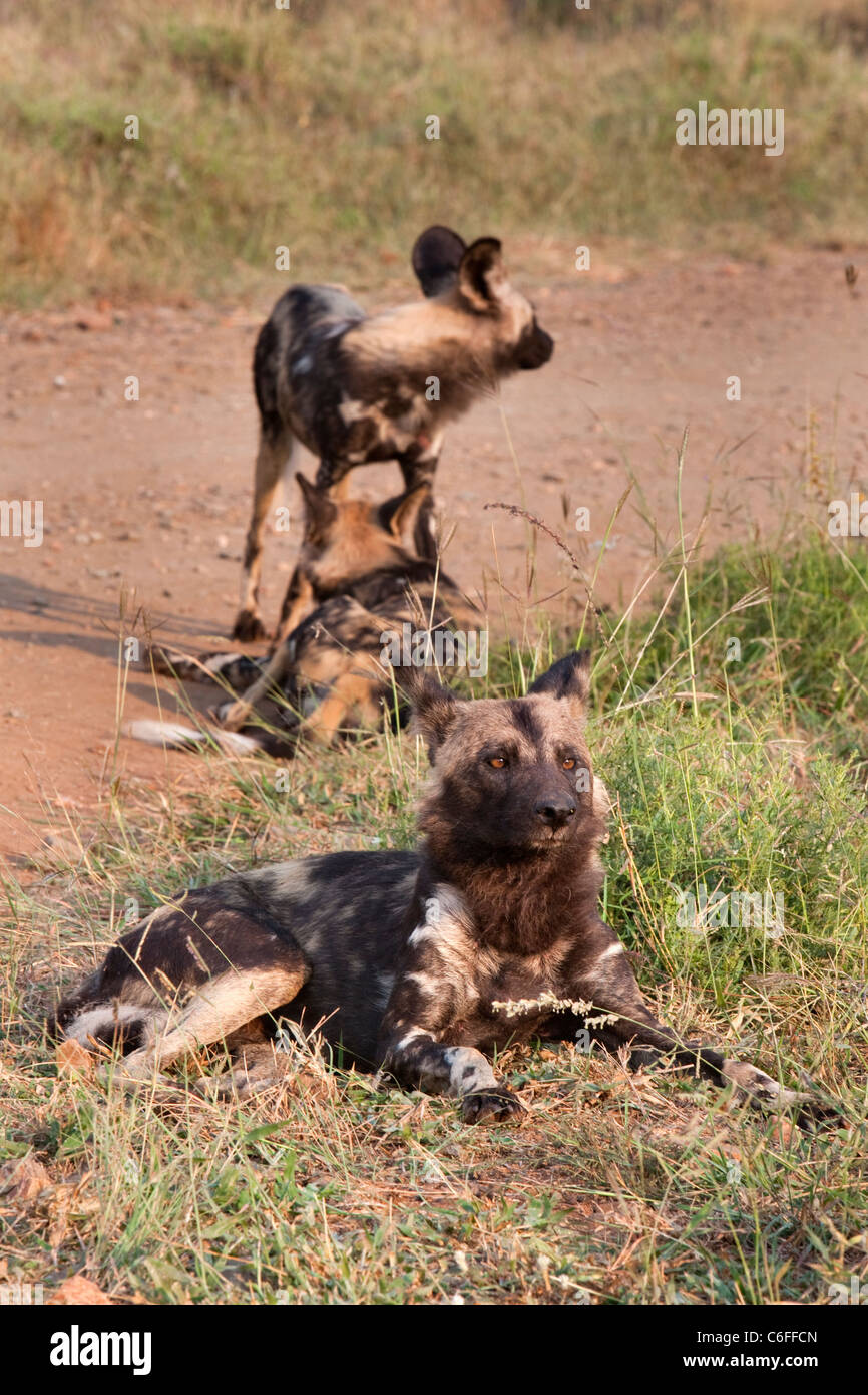 Afrikanische Wildhunde, LYKAON Pictus, Krüger Nationalpark, Südafrika Stockfoto