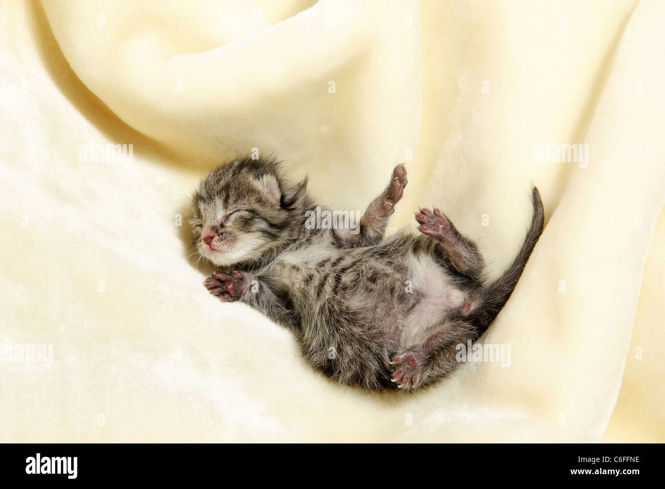 Hauskatze - Kätzchen (1 Tag) - schlafen Stockfoto