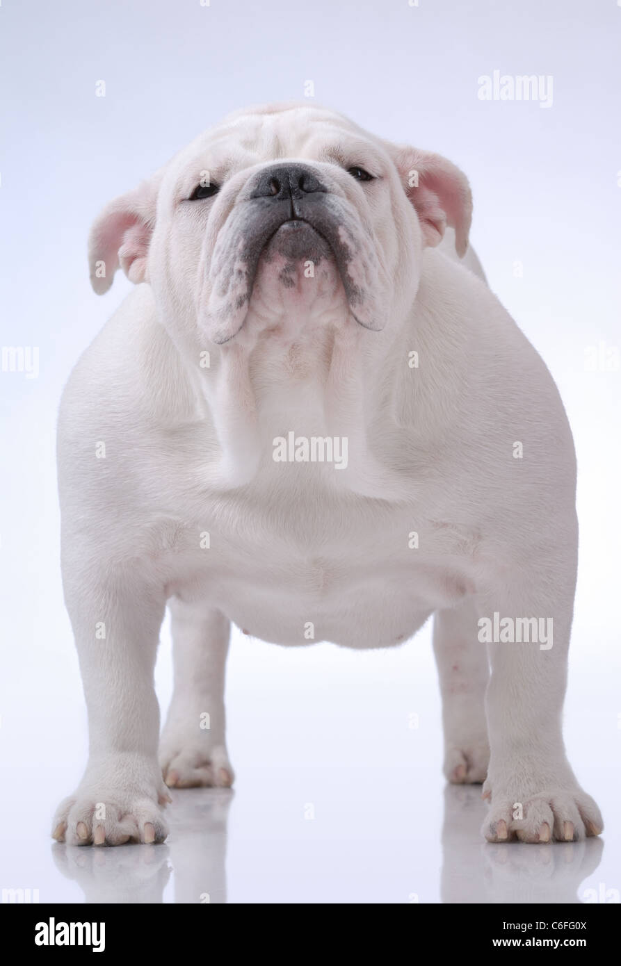 Kurzhaar englische Bulldogge auf hellblau Stockfoto