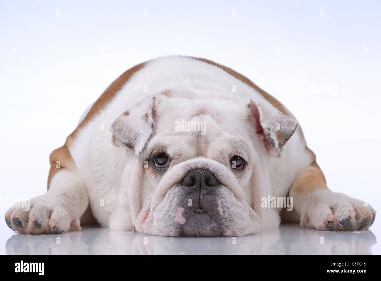 Kurzhaar englische Bulldogge auf hellblau Stockfoto