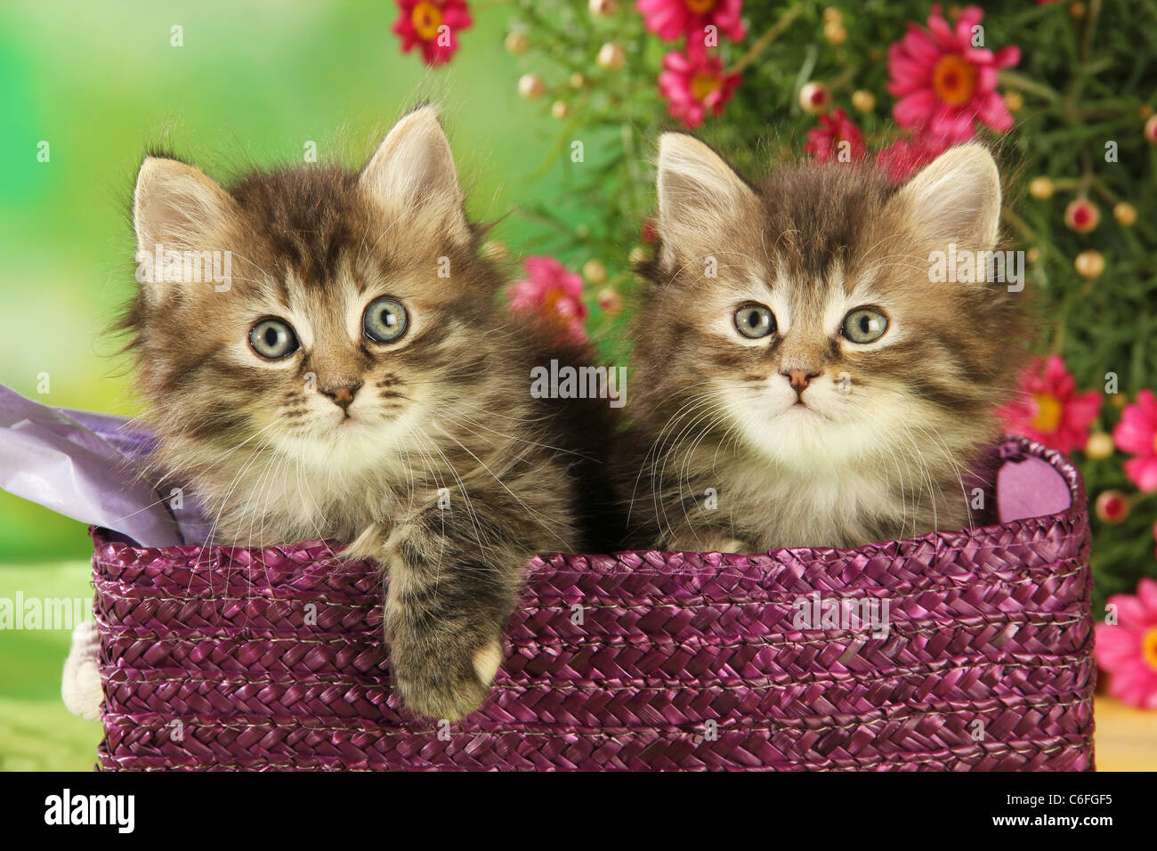 EF 7120 Glanzbilder Oblate – Motiv Blume Katze Korb Teddy, Für Scrapbooking & Deko