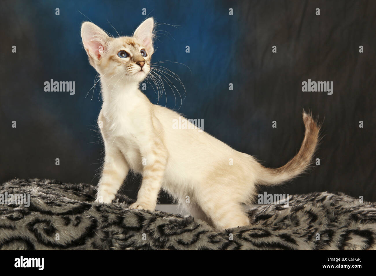 Balinese Kat. Kätzchen stadning auf einem Kissen Stockfoto