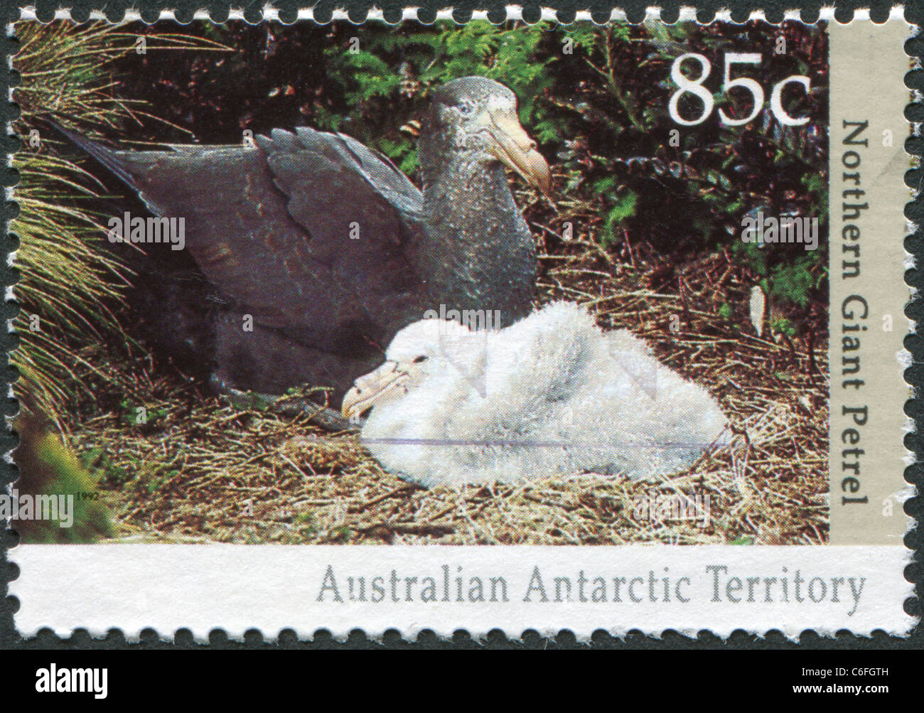 Australien - 1992: Eine Briefmarke gedruckt in Australien, zeigt der nördlichen Riesen Sturmvogel (Macronectes Halli) Stockfoto