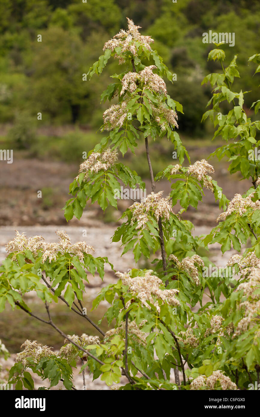 Manna-Esche oder blühende Esche, Fraxinus Ornus in Blüte, Frühling. Italien. Stockfoto