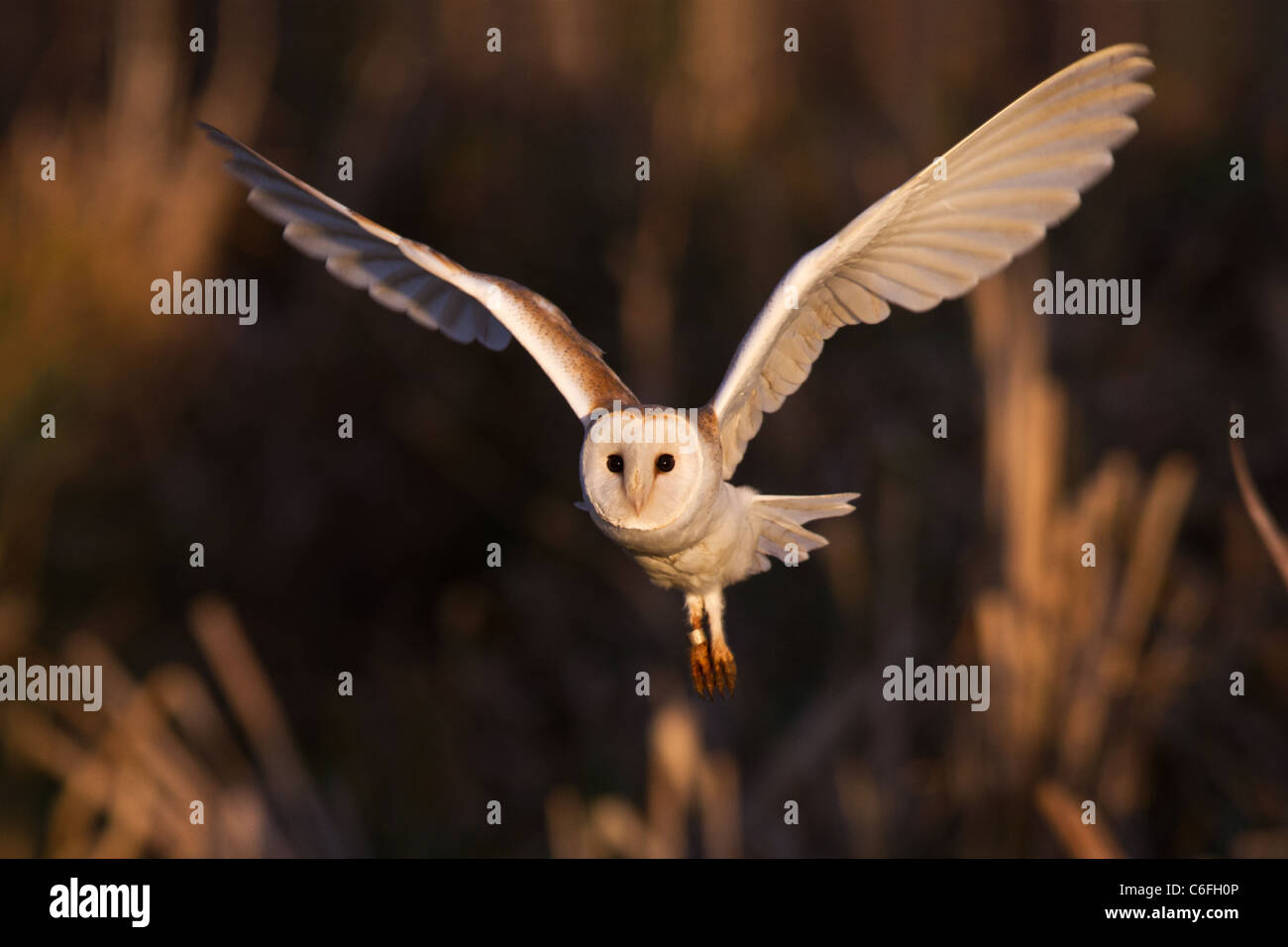 Männliche Schleiereule (Tyto Alba) während des Fluges im Abendlicht, Cambridgeshire - ein wilder Vogel Stockfoto