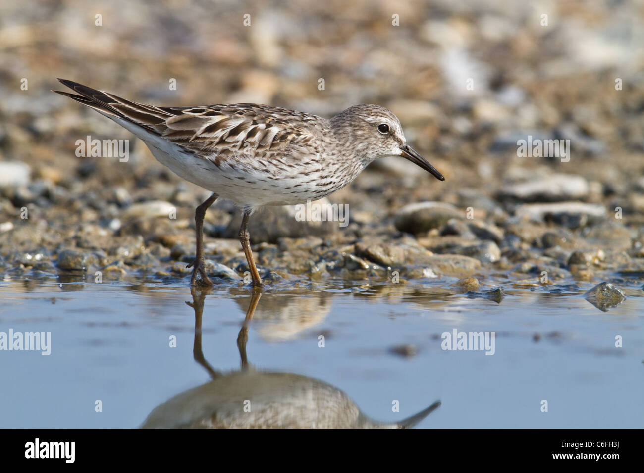 Erwachsenen weiß-Psephotus Strandläufer (Calidris Fuscicollis), Snettisham, Norfolk, England Stockfoto