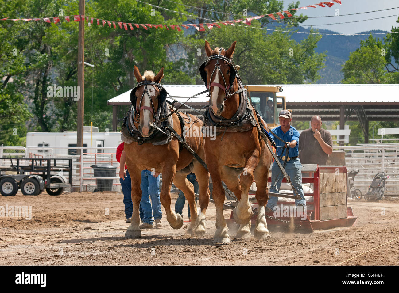 Entwurf eines Pferd Team Wettbewerb am lokalen Kirmes mit Zugpferden hart arbeiten, um einen schweren Schlitten ziehen auf einen langen Lauf ziehen. Stockfoto