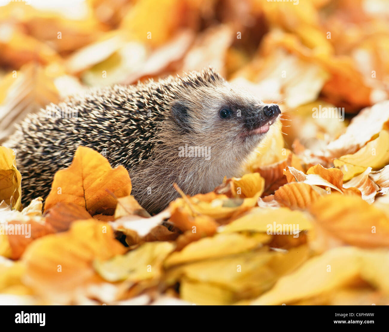 Stehender Igel Stockfotos und bilder Kaufen Alamy