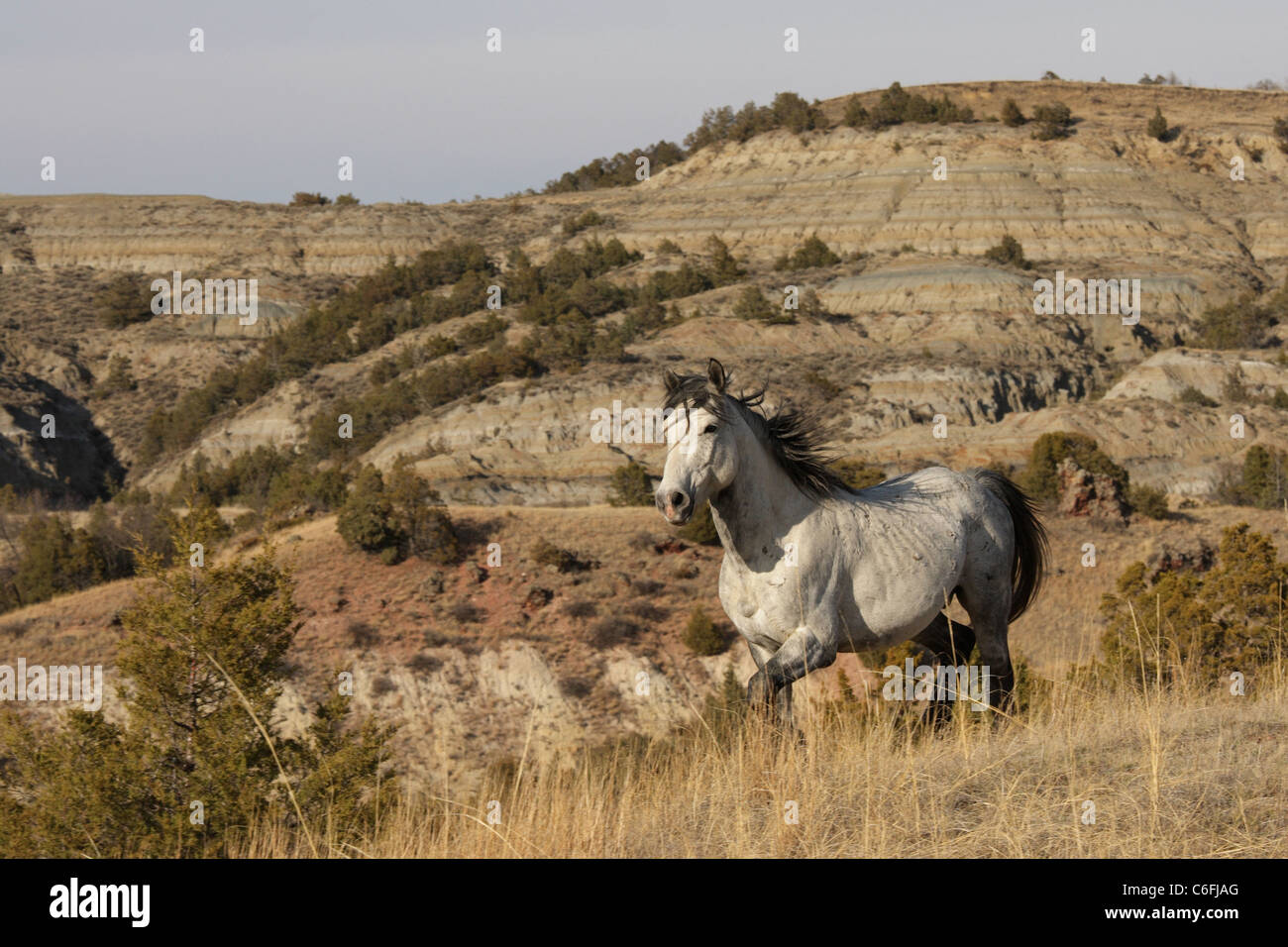 Verwilderte (Wildpferd) Stockfoto