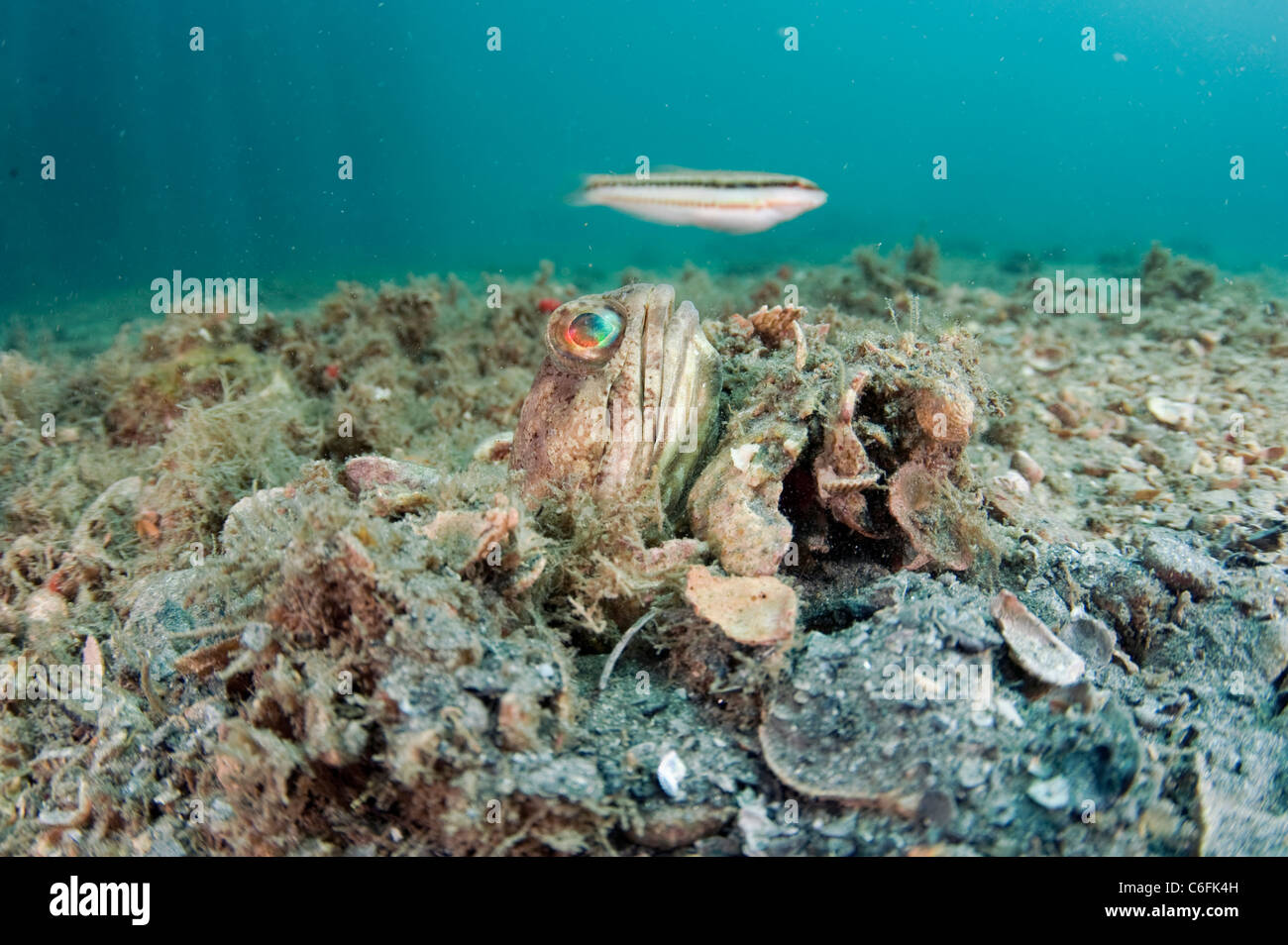 Männliche gebändert Kieferfischen, Opistognathus Macrognathus, schwimmt über den Boden der Lagune Lake Worth, Palm Beach County, Florida. Stockfoto