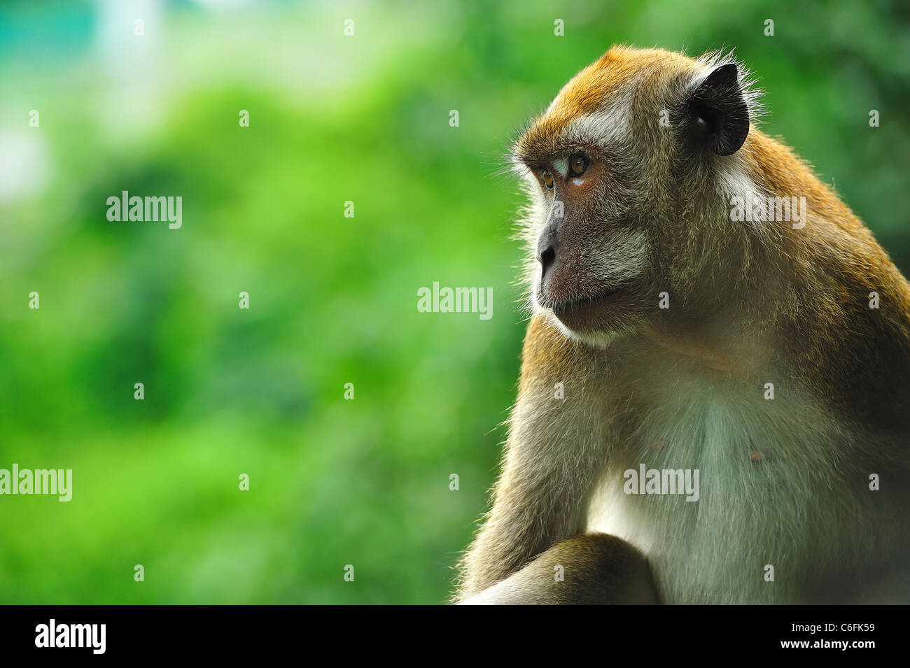 eine Affe in seinen eigenen Gedanken verloren Stockfoto