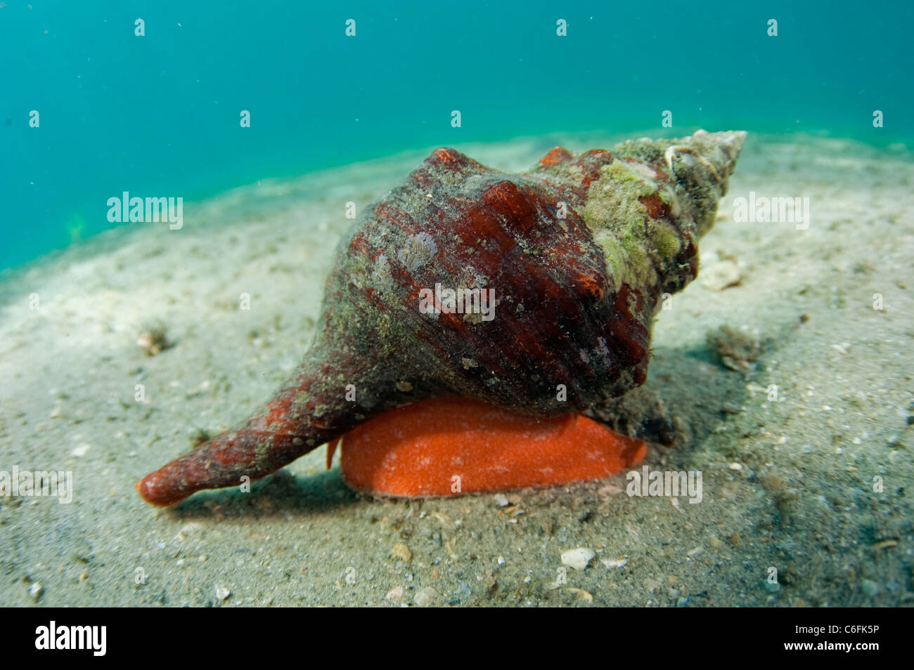 Eine Pferd Muschel, Pleuroploca Gigantea, kriecht über dem sandigen Boden der Lagune Lake Worth, Palm Beach County, Florida. Stockfoto