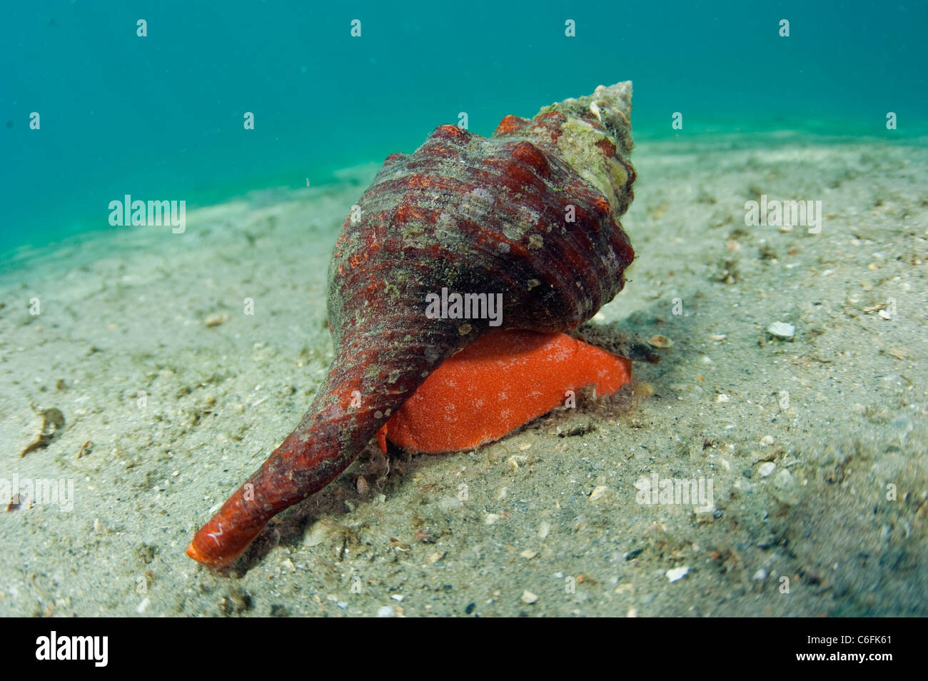 Eine Pferd Muschel, Pleuroploca Gigantea, kriecht über dem sandigen Boden der Lagune Lake Worth, Palm Beach County, Florida. Stockfoto