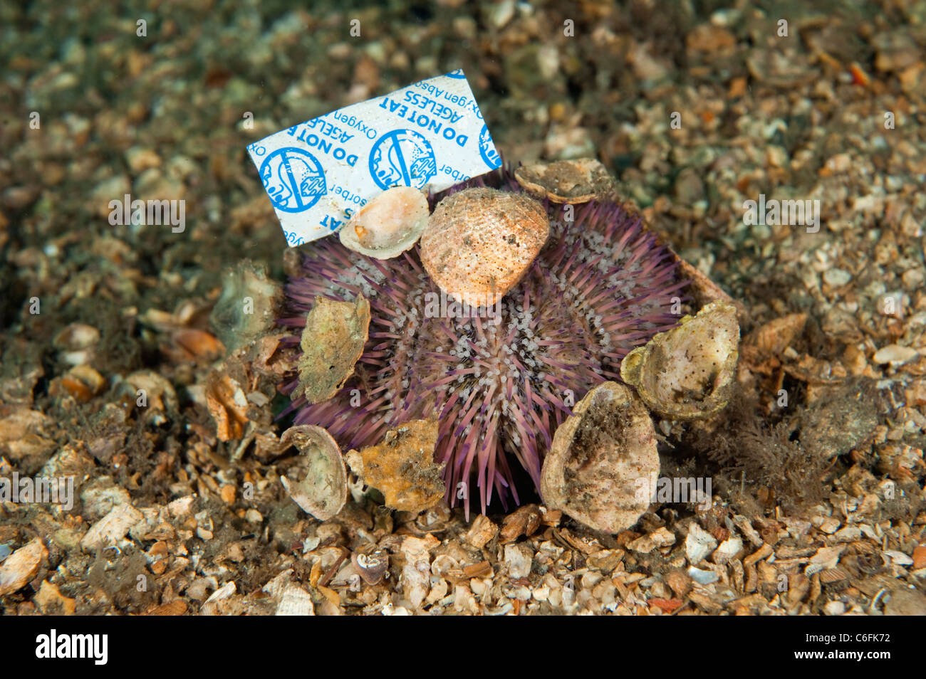 Seeigel, Lytechinus Variegatus, mit Schutt und Müll, die zu ihm angebracht. Fotografiert in der Lake Worth Lagune, Singer Island Stockfoto