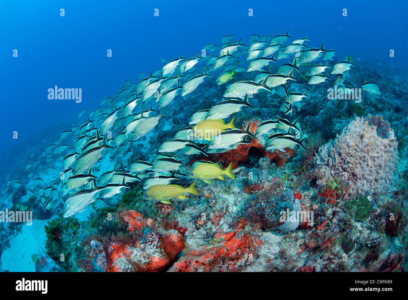 Korallenriffe in Juno Beach, Florida, sind Heimat für Hunderte von Sorten von Fische, Schildkröten, Korallen und Schwämme. Stockfoto