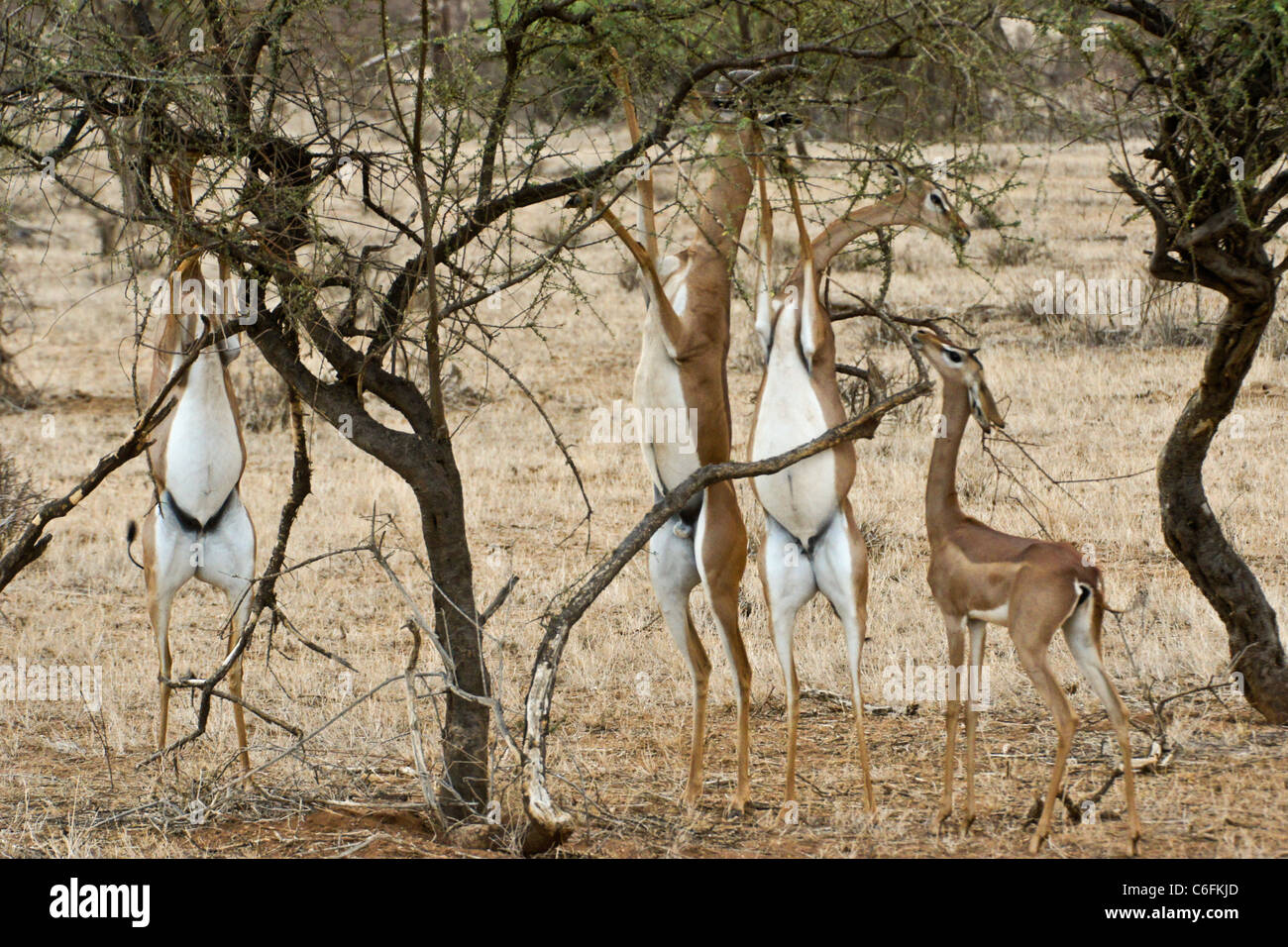 Gerenuks Fütterung auf Akazien, Samburu Game Reserve, Kenia Stockfoto