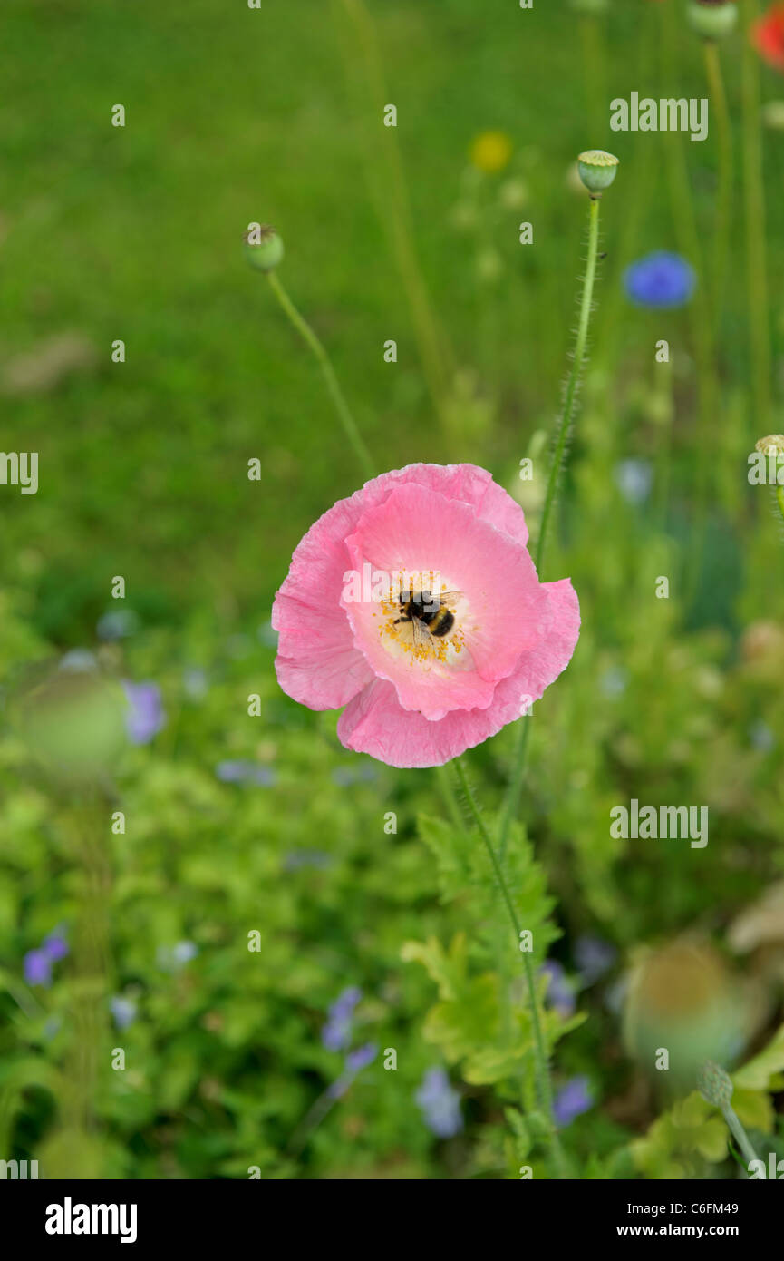 Eine Hummel auf einer rosa Mohn Blume Stockfoto