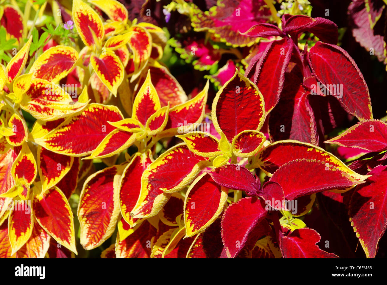 Buntnessel - Solenostemon Scutellarioides 01 Stockfoto