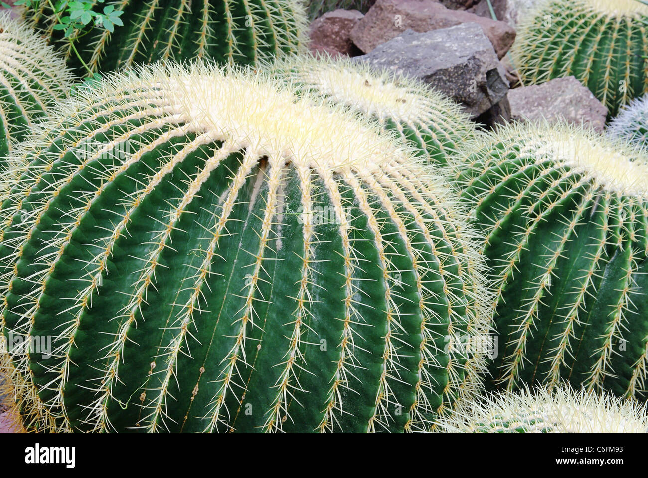 Kaktus Schwiegermuttersessel - Golden Barrel Cactus 01 Stockfoto