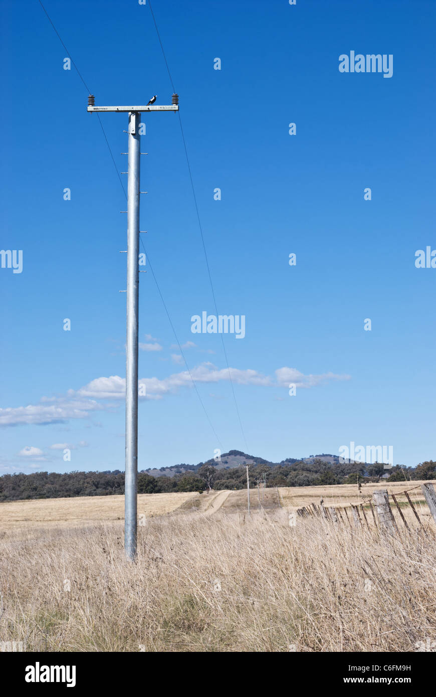 Termite Beweis ländlichen Strommast, Australien Stockfoto