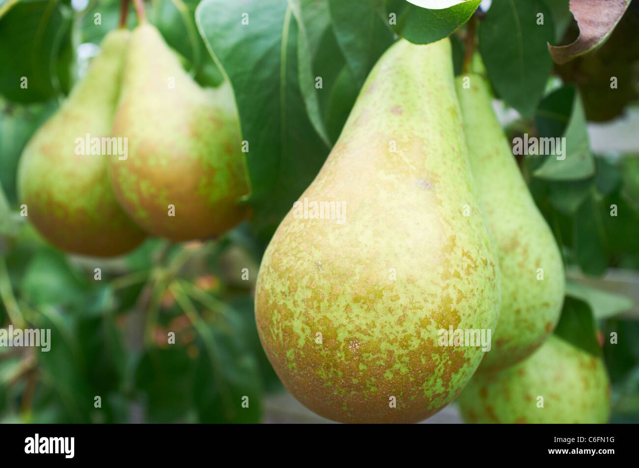 Konferenz-Birnen hängen an einem Ast einer Frucht Baum Wisley Woking Surrey UK Stockfoto