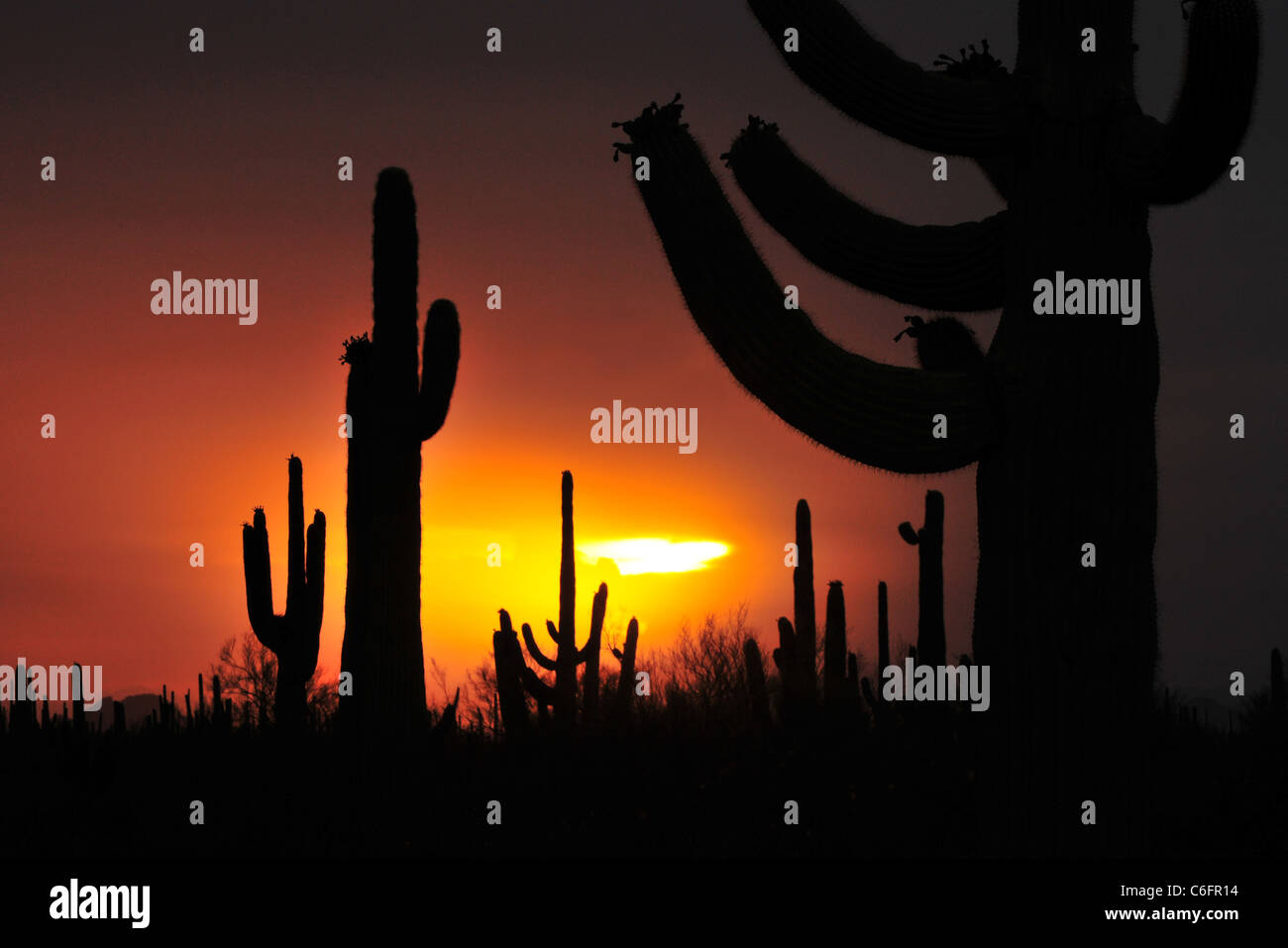 Saguaro-Kaktus bei Sonnenuntergang während der Monsunzeit in Ironwood Forest National Monument, Sonora-Wüste, Marana, Arizona, USA. Stockfoto