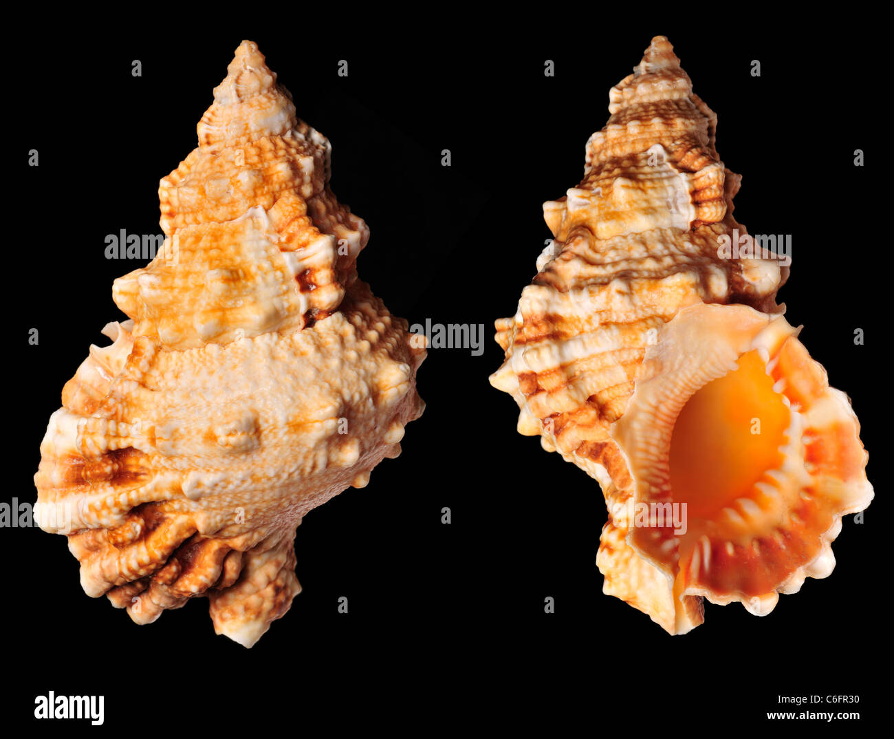 Ruddy Frosch Shell (Bursa Rubeta) 11cm. Stockfoto