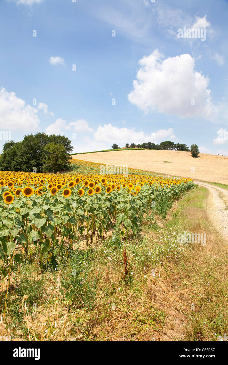 Sonnenblumenfelder Toskana Stockfotos und bilder Kaufen Alamy