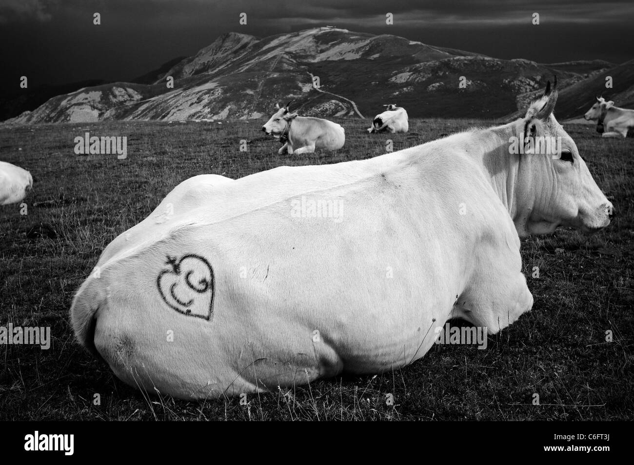 Tätowierte Kuh auf einem Berg Stockfoto