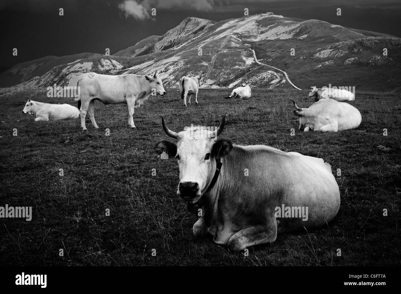 Herde Kühe auf einem Berg Stockfoto