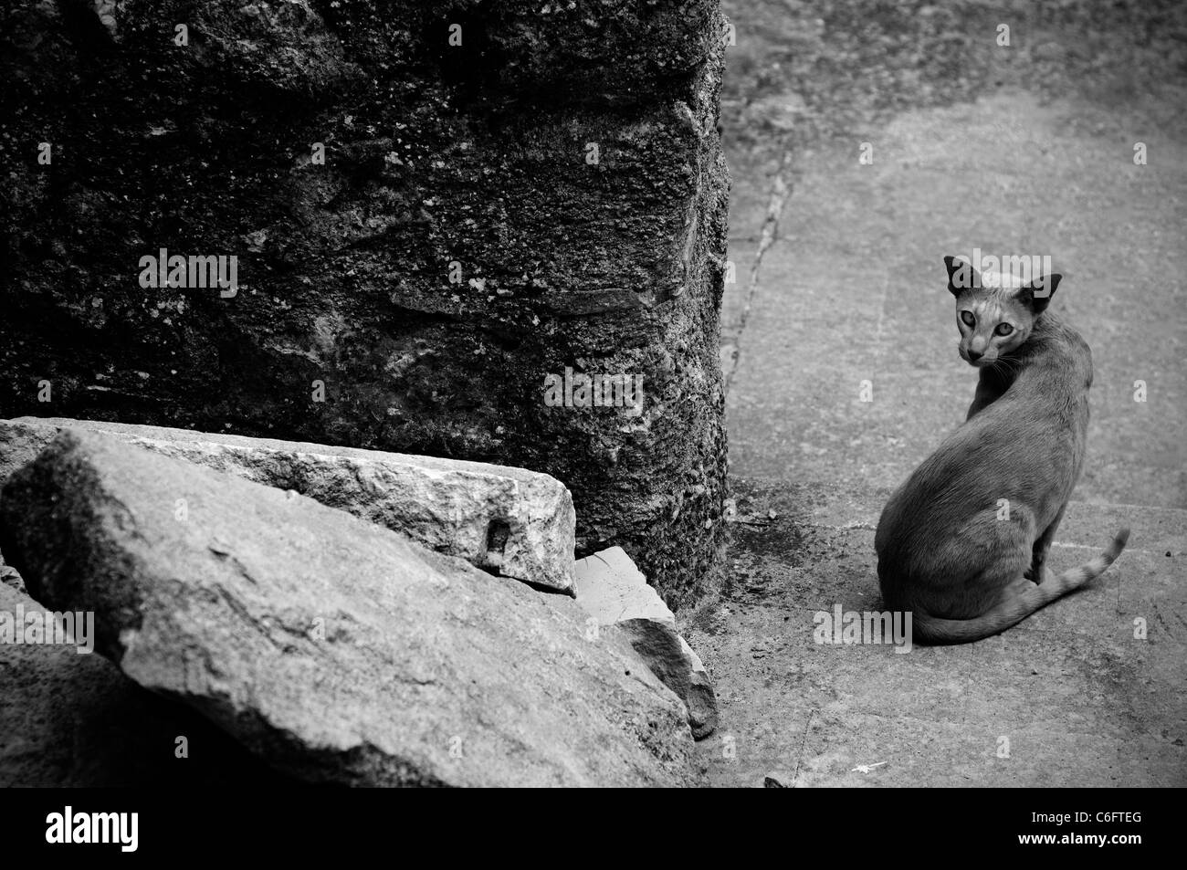 Santo Stefano di Sessanio, Italien, April 2009. Reste der L'Aquila Erdbeben. Katze Stockfoto