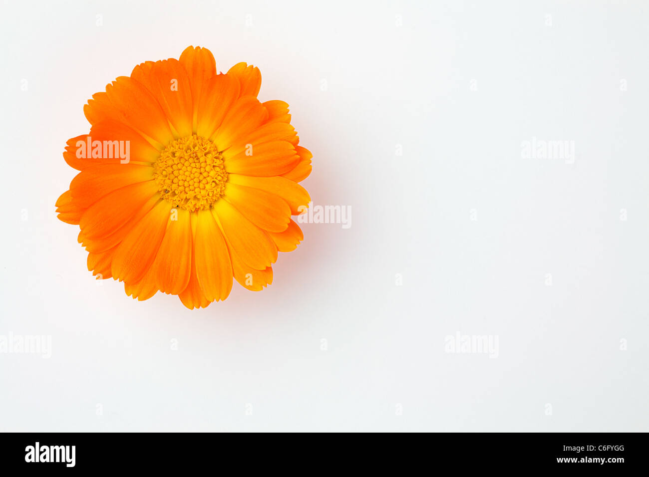 Orange Blüte der Asteraceae über weißen in der oberen linken Ecke des Bildes Stockfoto