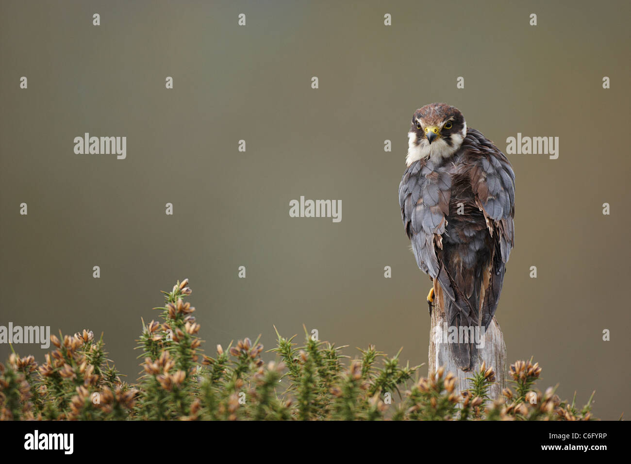 Captive Hobby, Falco Subbuteo thront auf einem Pfosten in Ginster. Stockfoto