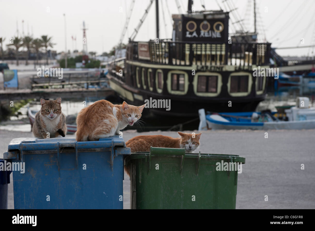 Streunende Katzen auf Mülltonnen auf den Fischerhafen von Houmt Soug sitzen. Djerba. Tunesien. Stockfoto