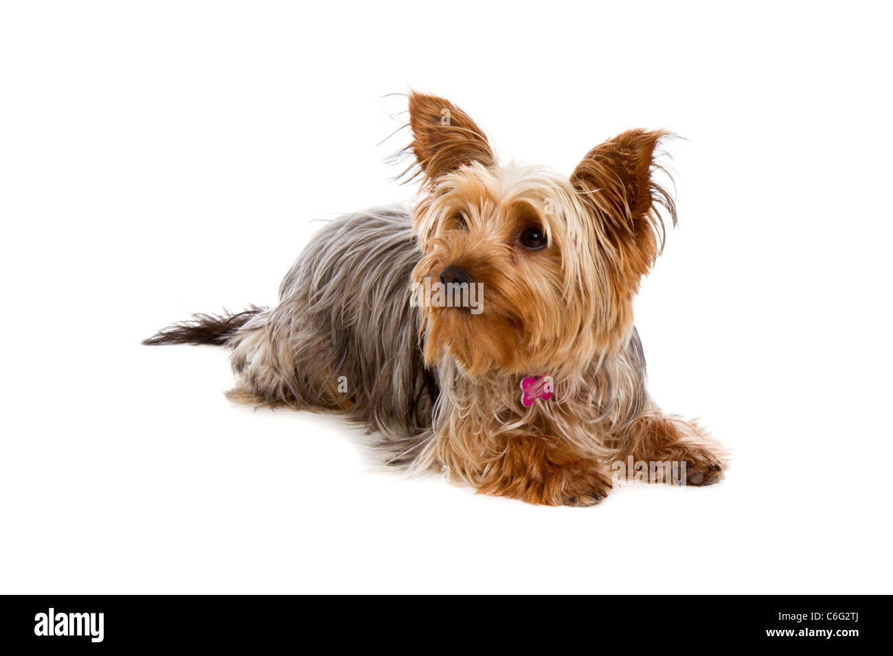 Yorkshire Terrier Cut-out Studio gedreht Stockfoto