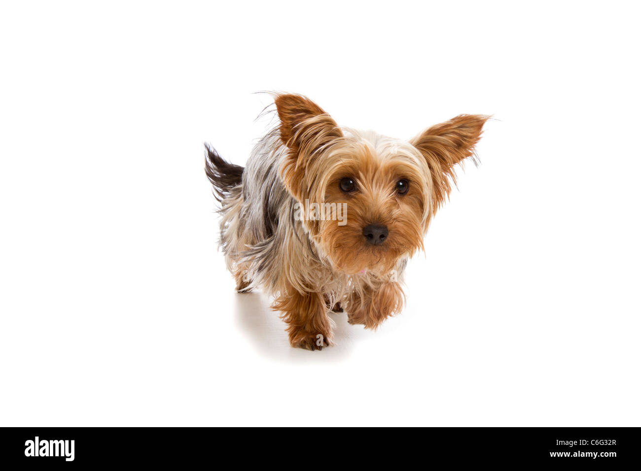 Yorkshire Terrier Cut-out Studio gedreht Stockfoto