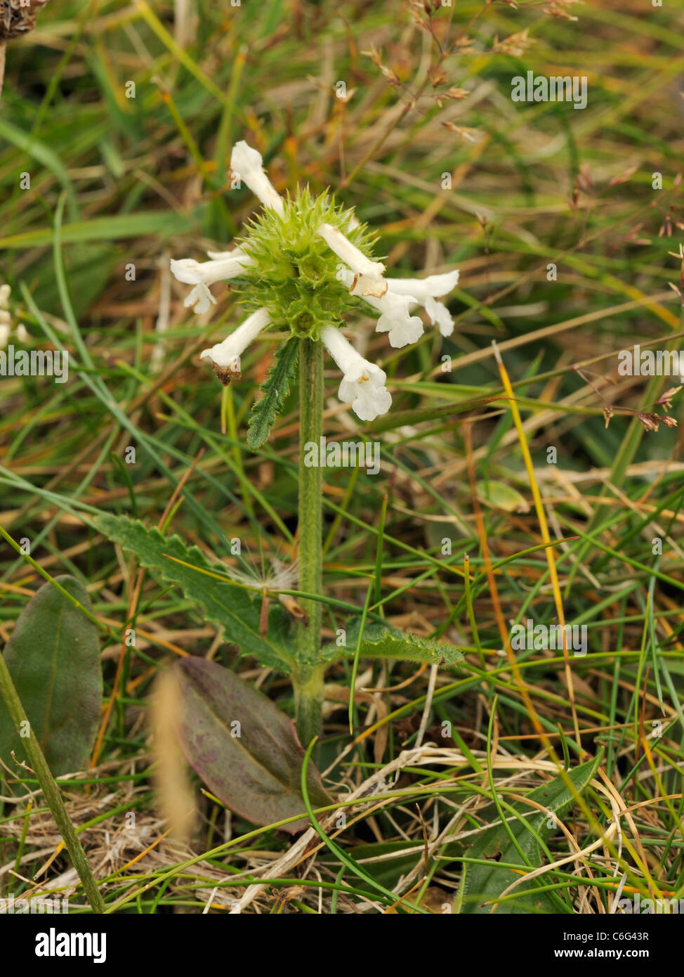 Betony (weiße Form), Betonica oder Niederwendischen officinalis Stockfoto